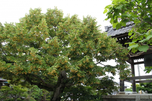 何も知らずに飛び込んだお寺の世界