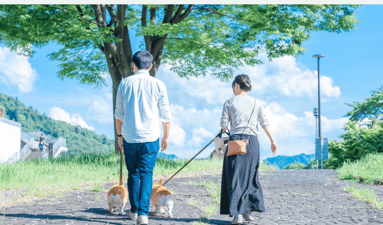 青空の下、木陰の石畳の道を2匹のコーギーを連れて散歩するくぅこさんとパートナーの後ろ姿